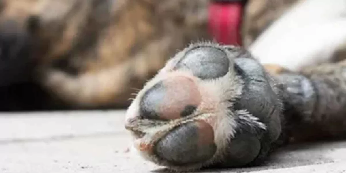 Indignación y molestia causa la muerte de cinco perritos en Tehuacán