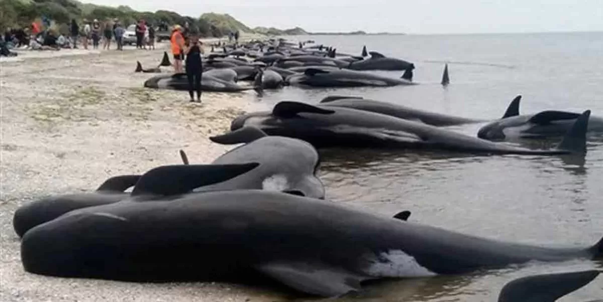 VIDEO. Mueren al menos 29 ballenas tras quedar varadas en peligrosa playa de Australia