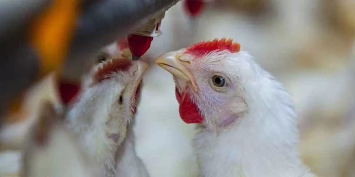 Primera muerte humana por gripe aviar en México