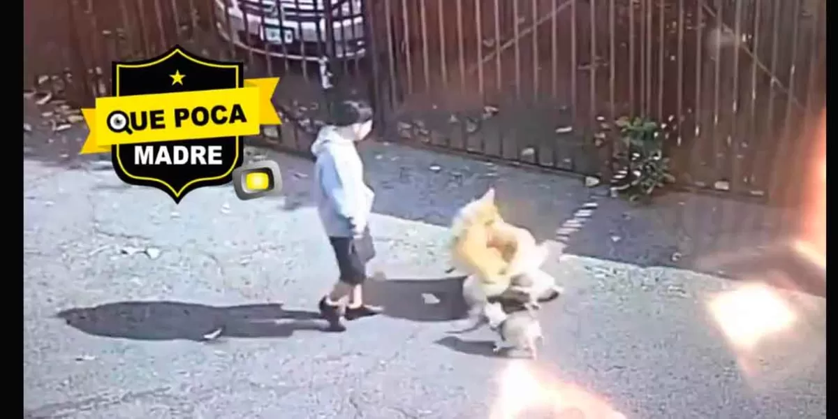 VIDEO. Inhumanos patean a perro de la calle hasta el cansancio