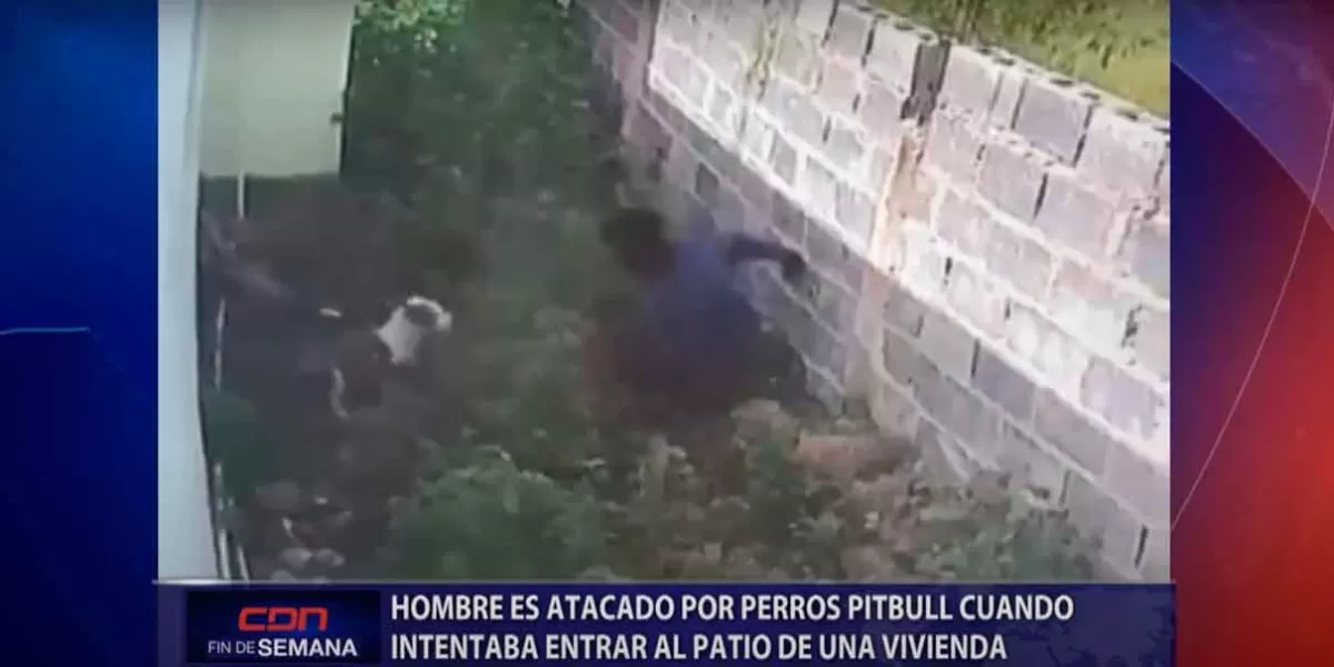 VIDEO. Tres pitbull someten a ladrón  que se metió a una casa 