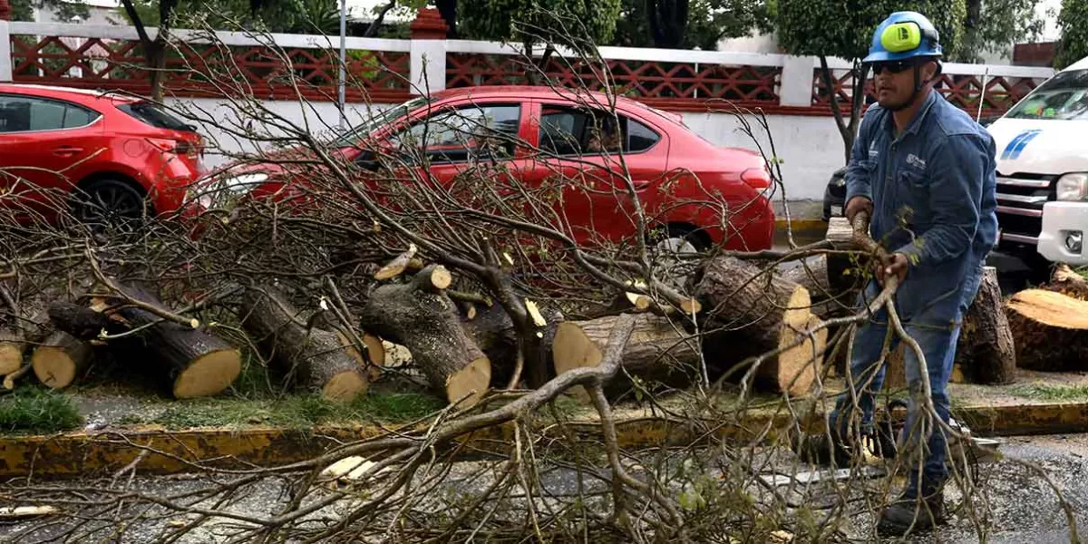 Más árboles cayeron en la ciudad tras aguacero de hoy 