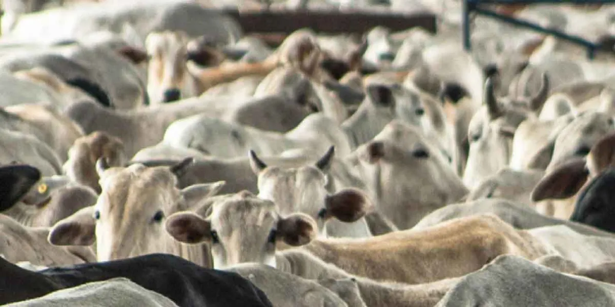 Cierre fronterizo: EU prohíbe importación de ganado por plaga del gusano barrenador