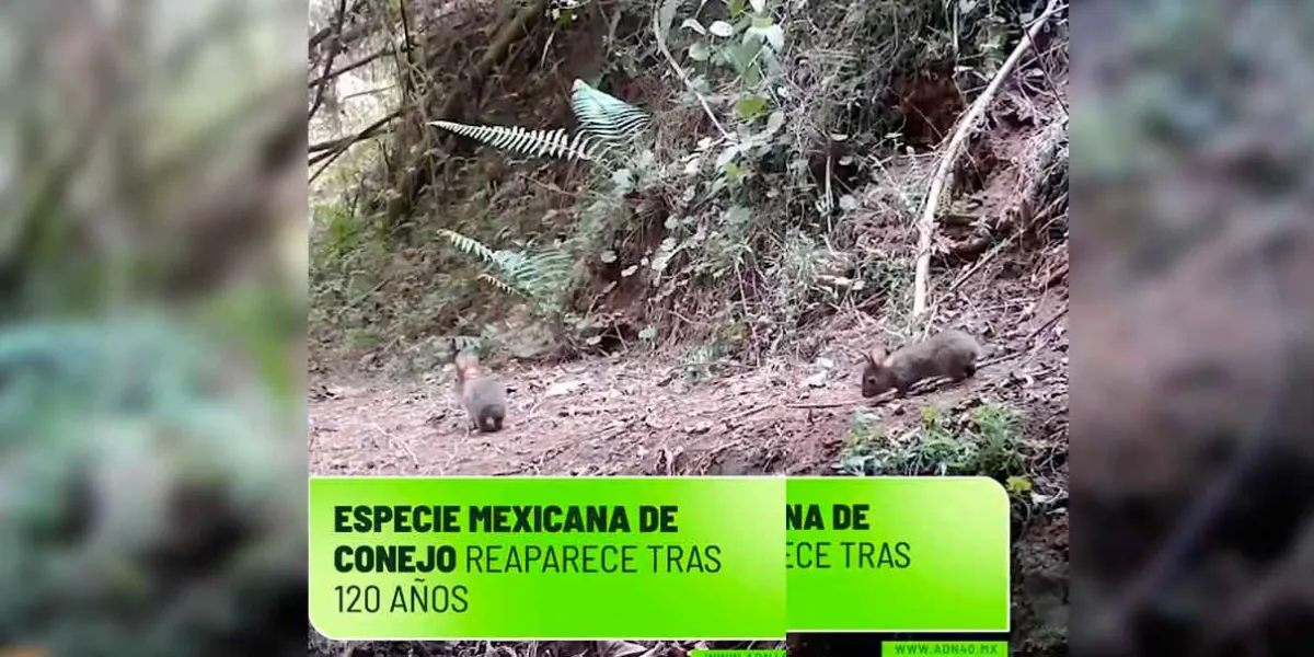 VIDEO. Redescubren al conejo de Omiltemi tras más de un siglo sin avistamientos en México