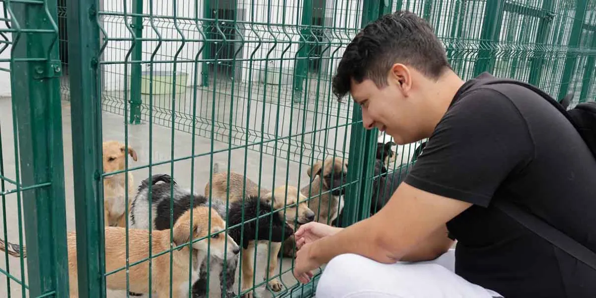 Un 84% de municipios poblanos carecen de un Centro del Bienestar Animal