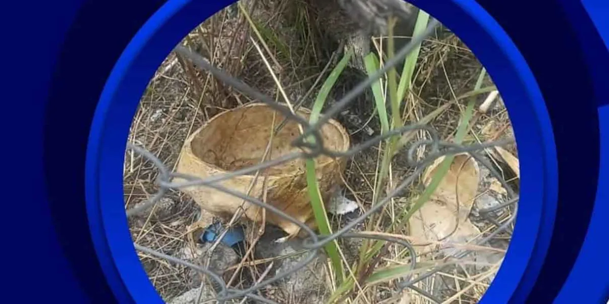 Hallan cráneo falso en Izúcar; era decorativo y hecho de resina, confirman autoridades