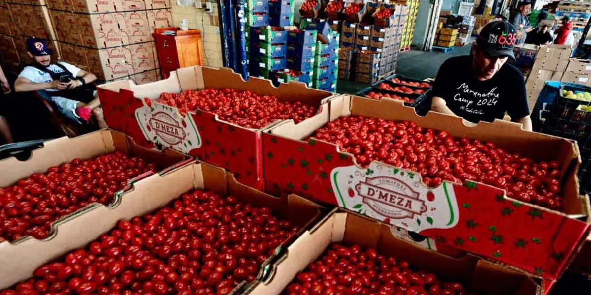Tomate mexicano bajo ataque: EU impone tarifa histórica impactará a más de 500 mil agricultores