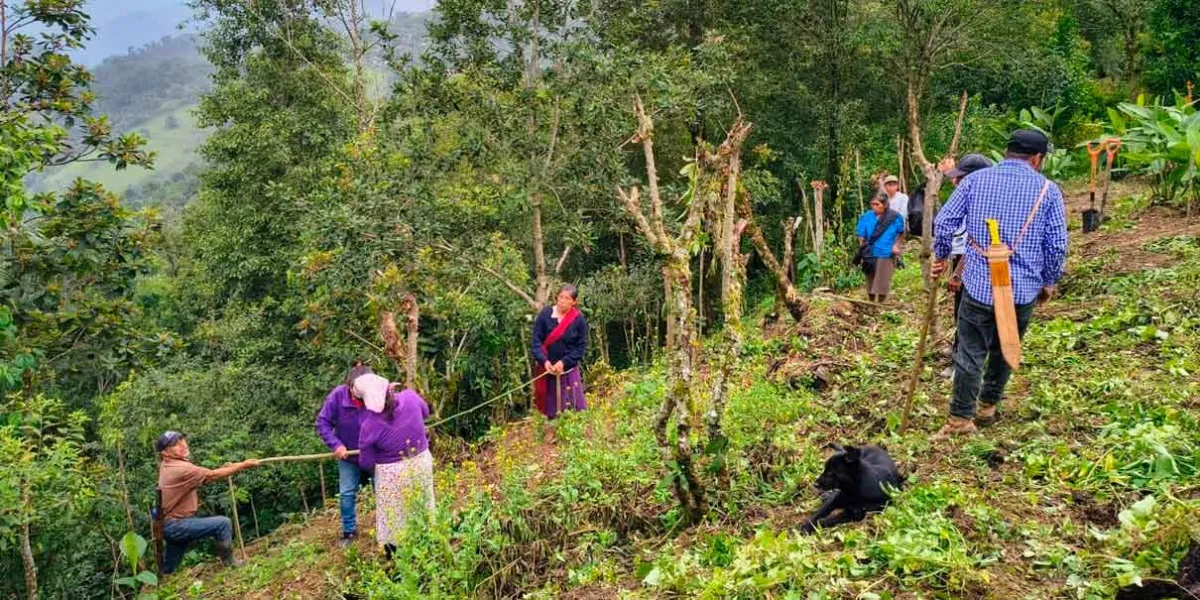 Con poda y nuevos trazos mejorará producción del limón y café en Huauchinango