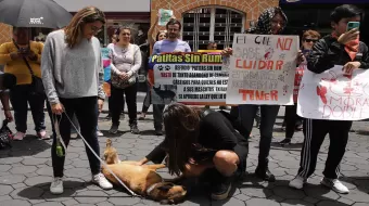 Grupo de activistas exigieron justicia para Chori, perrito arrollado