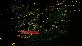 Avistamiento de luciérnagas de El Verde recibe hasta 3 mil turistas
