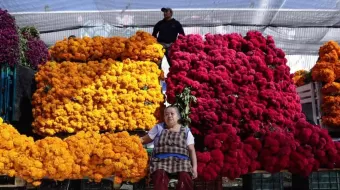 A 12 estados del país se vende la flor de cempasúchil y terciopelo producida en Atlixco