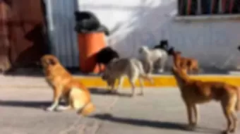 Demandan en Texmelucan sancionar a dueños de mascotas abandonadas; muerden a hombre