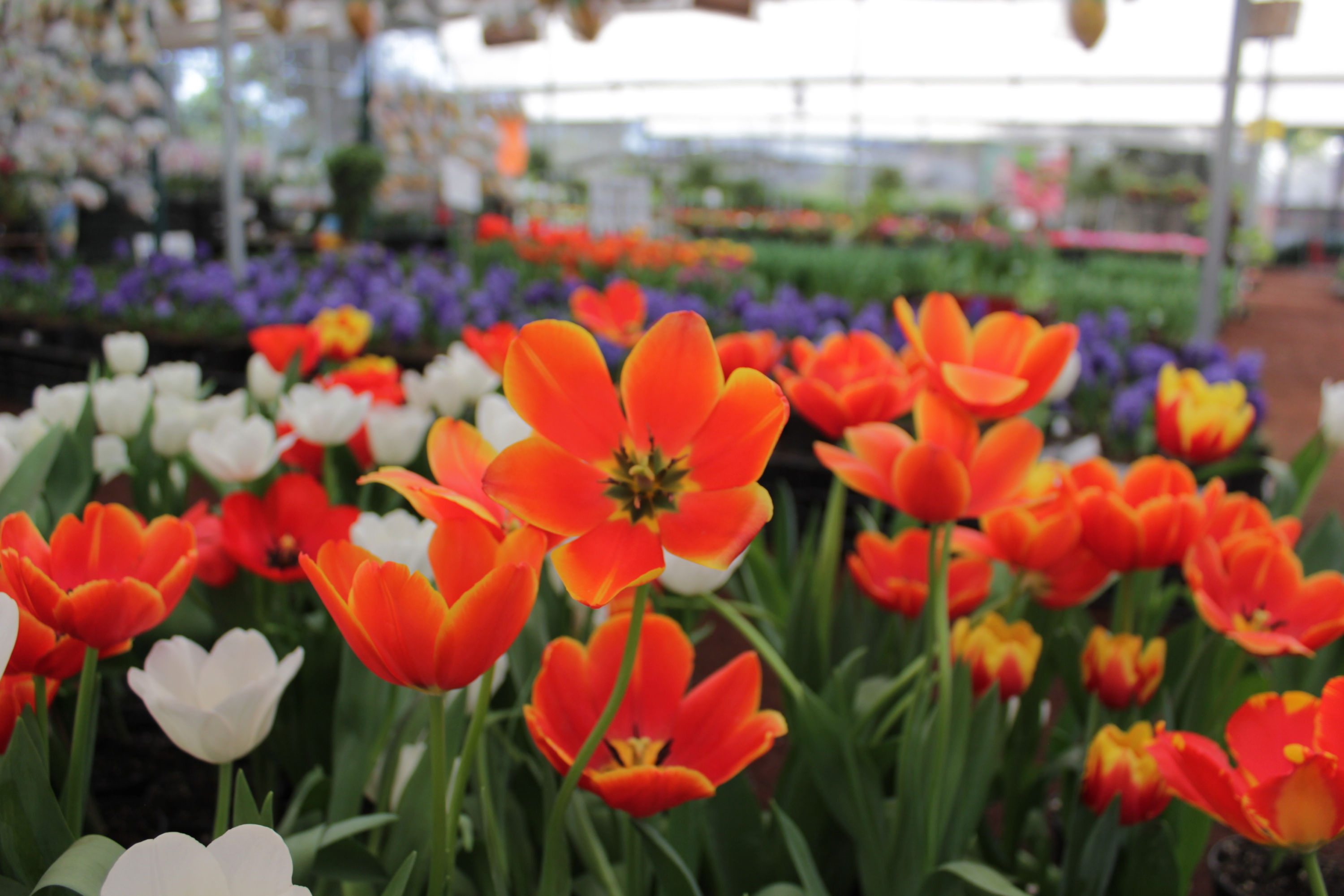 tulipanes en Atlixco