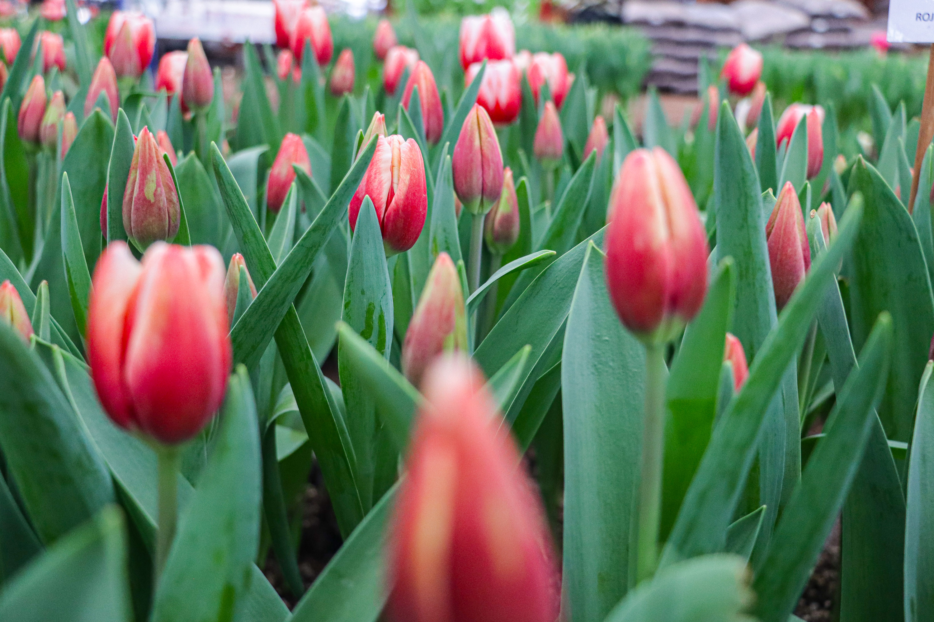 tulipanes en Atlixco