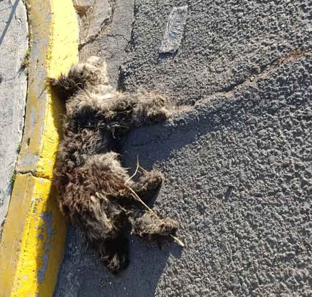 A tubazos mujer mató a gatito en Serdán