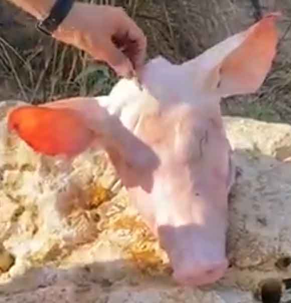 Abandonan cabeza de cerdo y cartulina con amenazas en Texmelucan