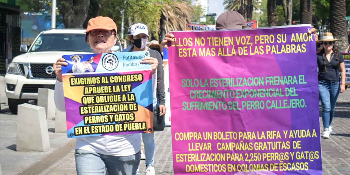 Activistas piden que sea por ley esterilizar a los perros y gatos de Puebla