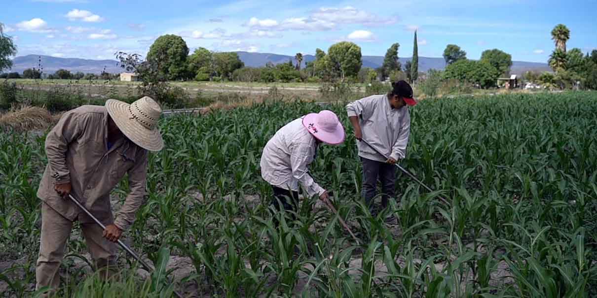 La transformación del campo poblano está alineada al Programa Nacional de Soberanía Alimentaria: Armenta