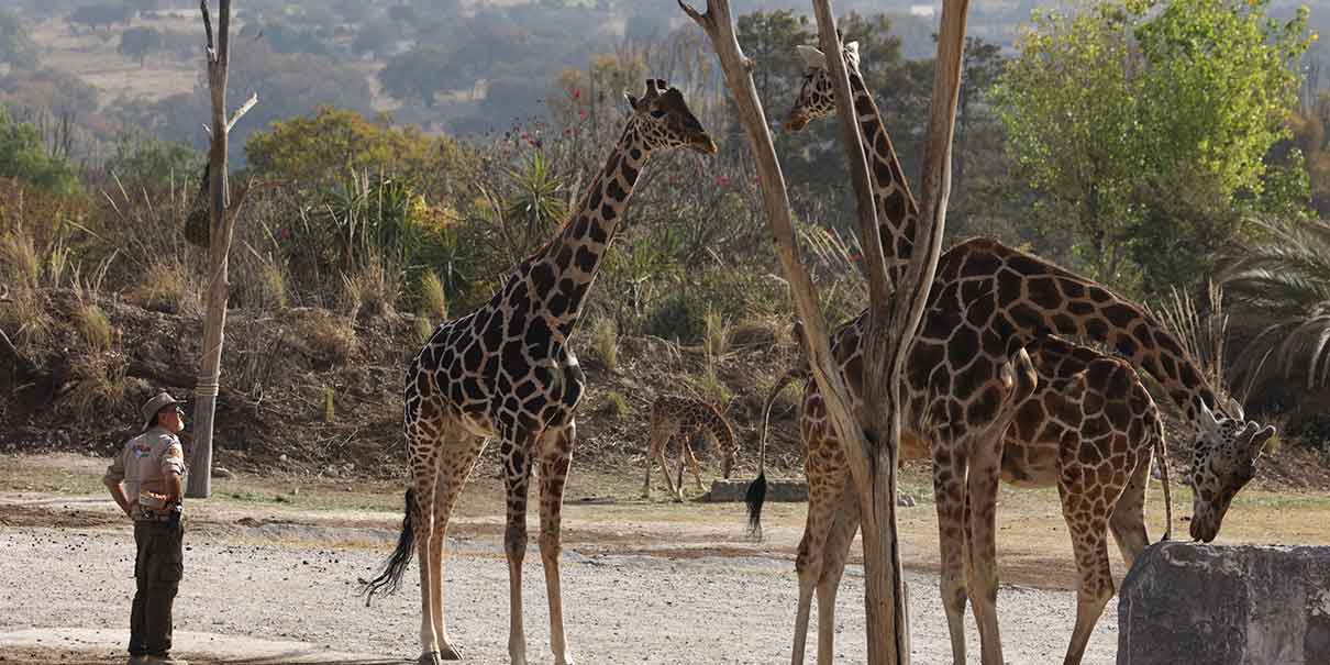 Benito se unió a la manada de jirafas en Africam Safari