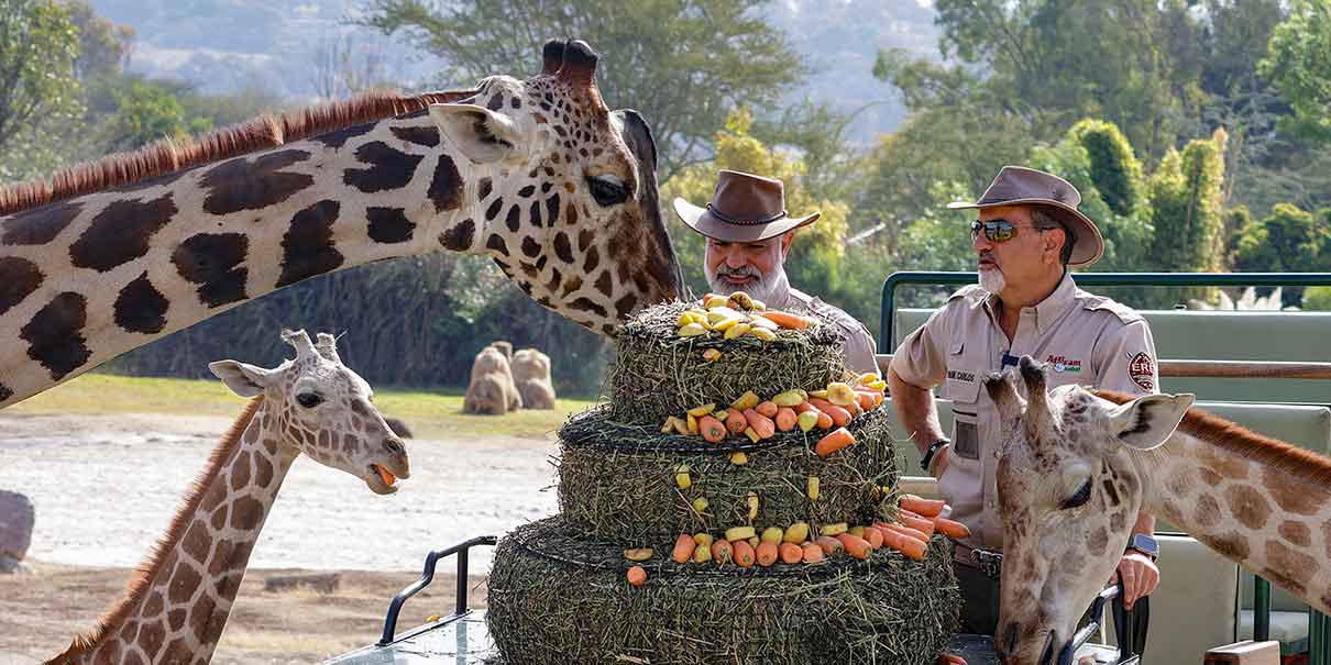 Benito se unió a la manada de jirafas en Africam Safari