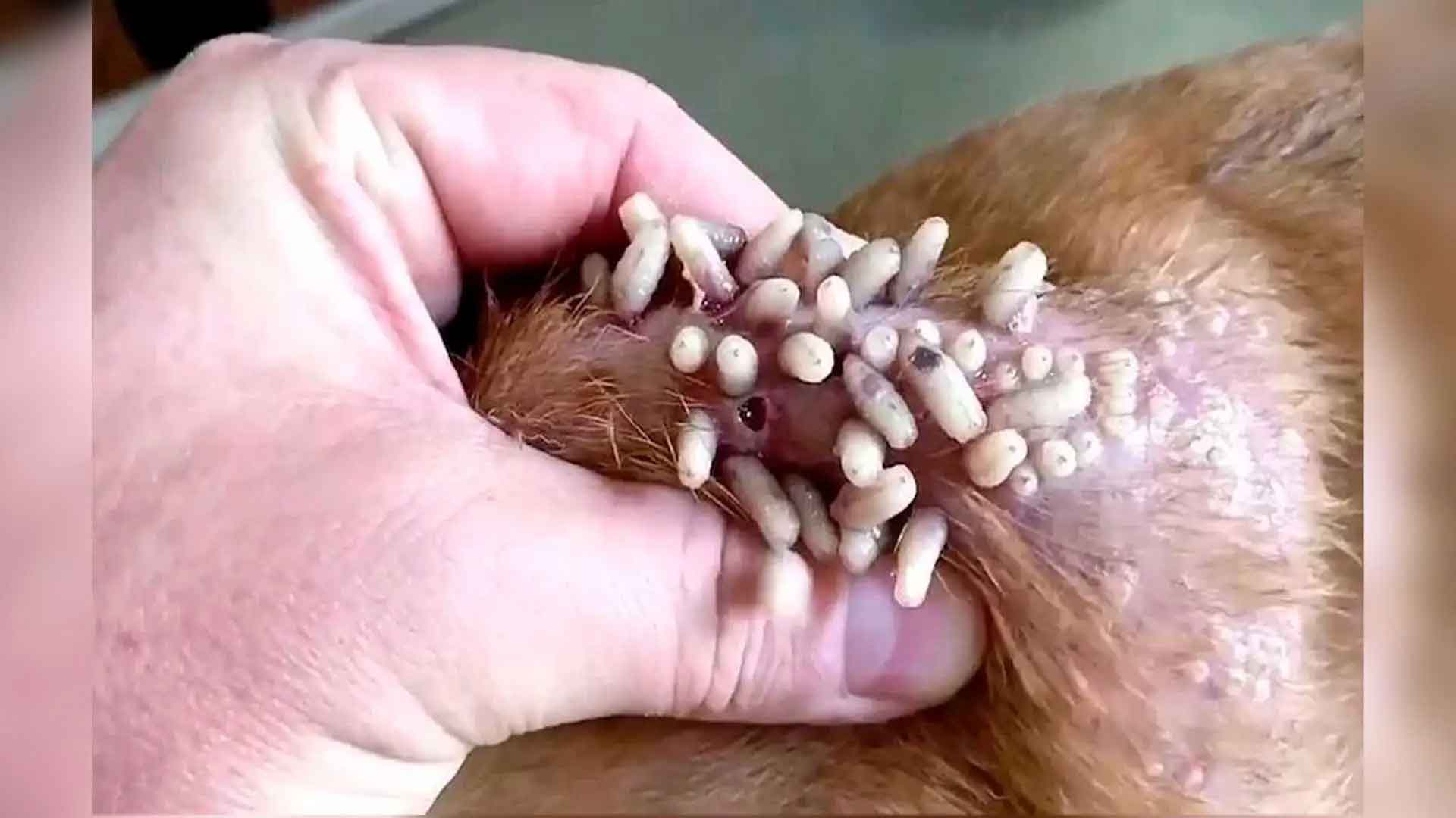 Cierre fronterizo: EU prohíbe importación de ganado por plaga del gusano barrenador