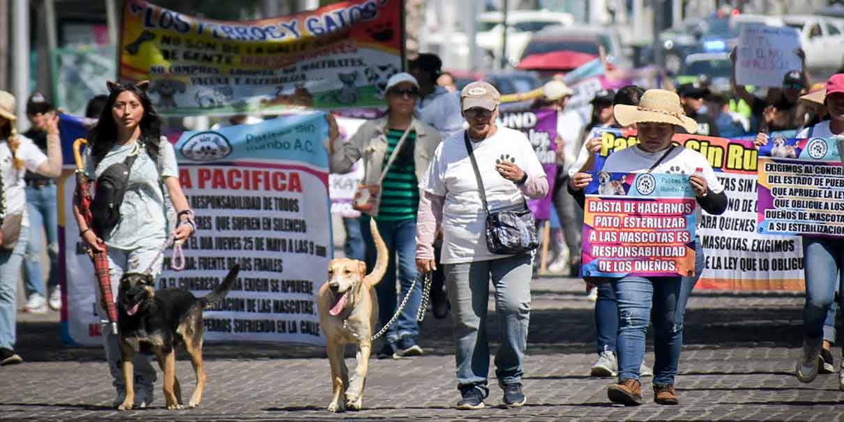 Debe ser obligatorio esterilizar a los perros y gatos en Puebla