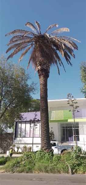 Detectan palmeras enfermas en La Paz; serán derribadas