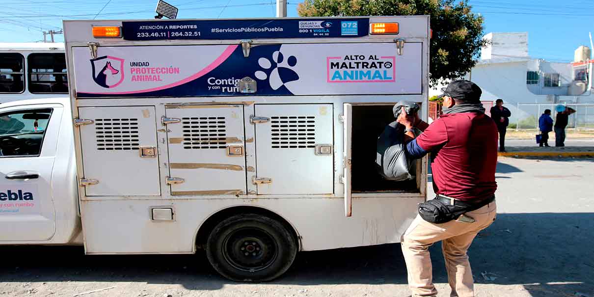 Envenenan a 17 perros en calles de Castillotla