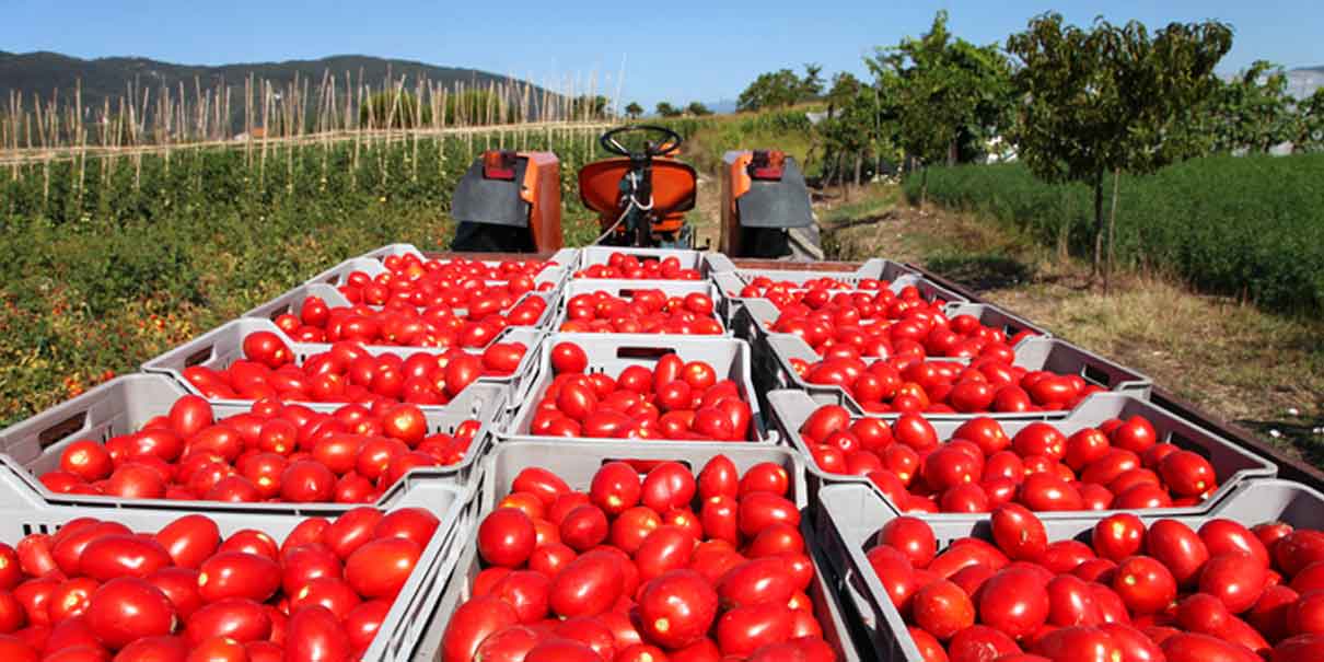 Tomate mexicano bajo ataque: EU impone tarifa histórica impactará a más de 500 mil agricultores