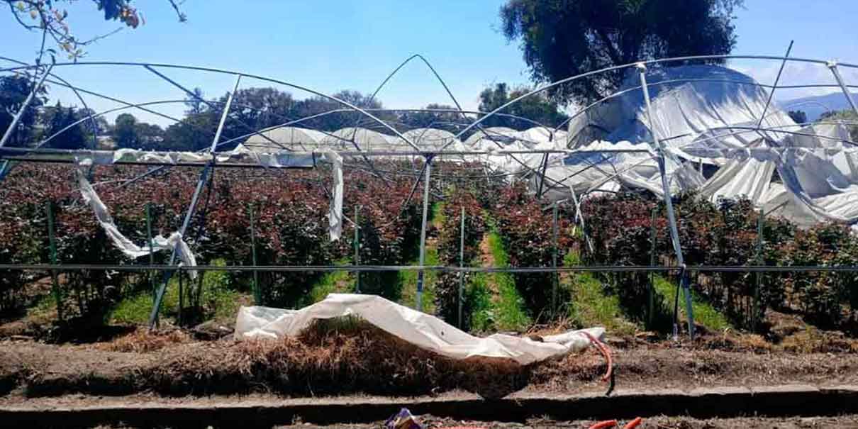 Fuertes vientos arrancan plásticos y estructuras de invernaderos en El Verde