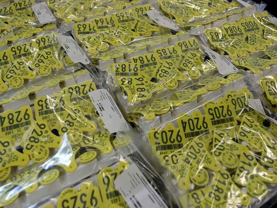 Ganaderos urgen cierre fronterizo ante brote de gusano barrenador