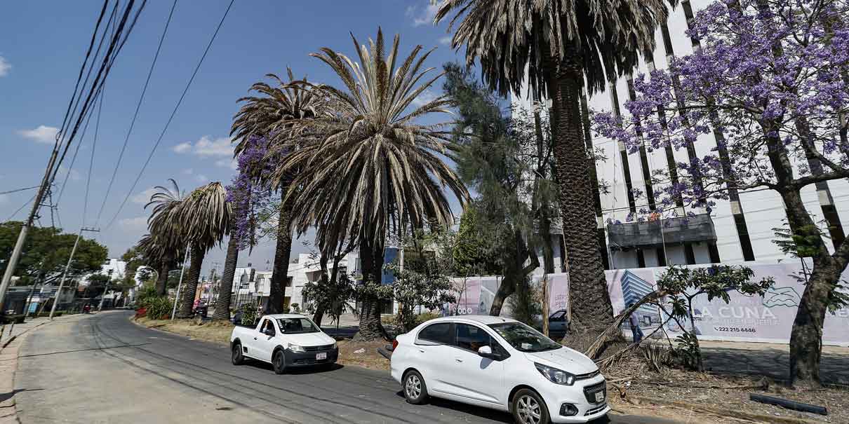 Por temporadas de lluvias serán revisadas las palmeras de la capital