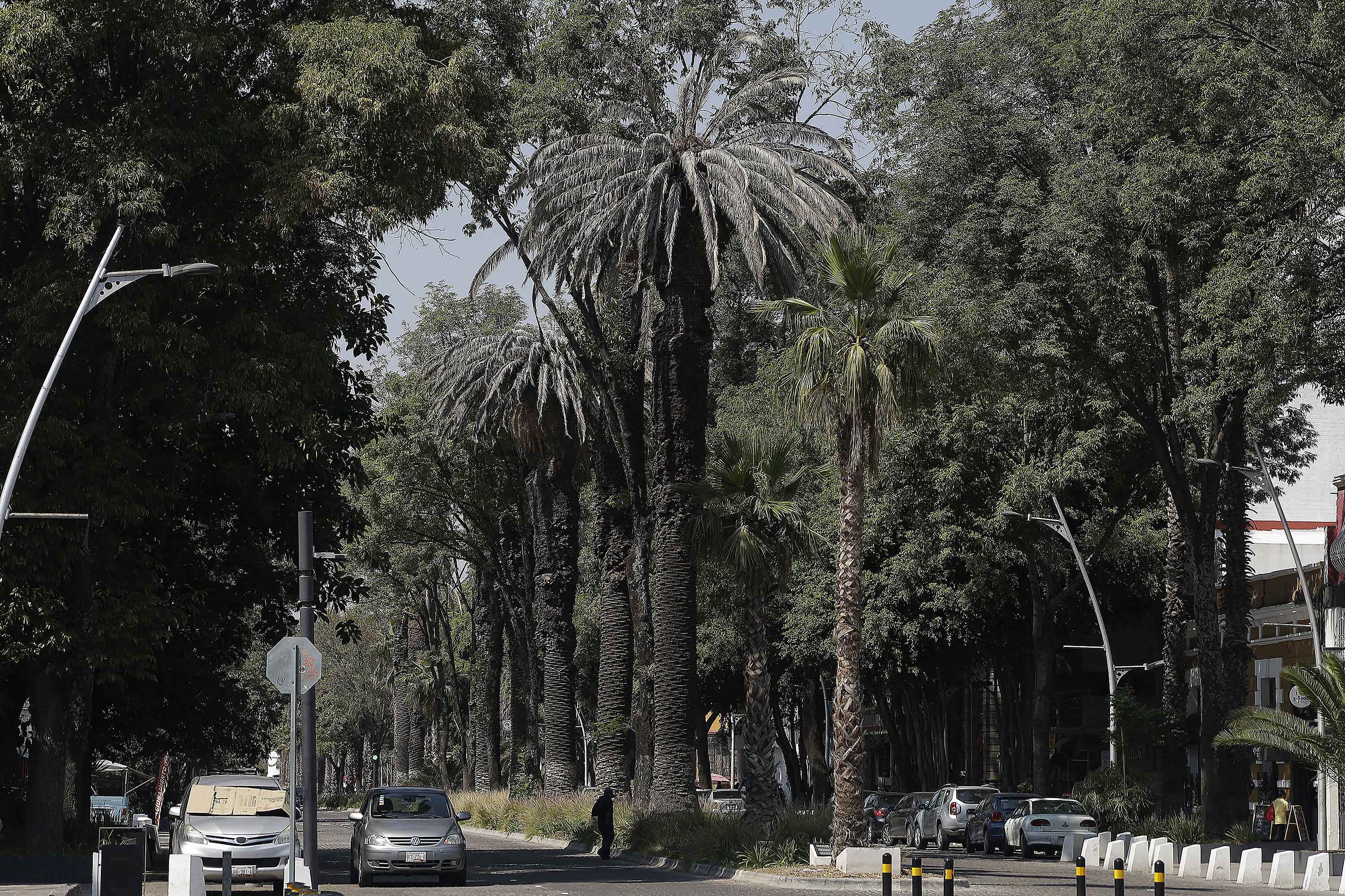 Por temporadas de lluvias serán revisadas las palmeras de la capital