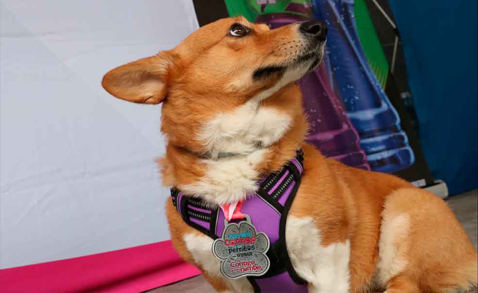 Presentan playera y medallas para la carrera ‘Contigo y tus perritos’