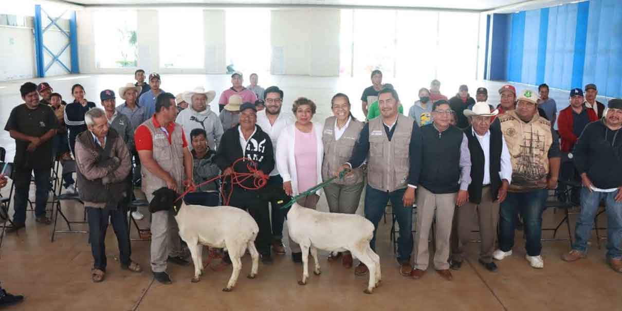 ​ Atlixco, Pue. La presidenta municipal de Atlixco, Ariadna Ayala, inauguró la pavimentación de las calles 5 de Mayo y 18 de Marzo en la junta auxiliar de Santo Domingo Atoyatempan.  Estas obras impulsan el bienestar de las y los productores.  Ariadna Ayala señaló que estas obras con sentido social son un avance significativo para los productores locales, pues se mejora su movilidad y se facilita el acceso a sus terrenos agrícolas.  Ambas vialidades fueron pavimentadas con adoquín, guarniciones e instalación de pozos de visita para las viviendas de la zona, con ello cerca de dos mil habitantes y productores.       Apoyos a productores Por otra parte, la presidenta municipal de Atlixco entregó ovinos sementales de alta calidad a ganaderos de Santo Domingo Atoyatempan, San Félix Hidalgo y San Juan Tejaluca.  La alcaldesa comentó que con este apoyo se busca mejorar la calidad genética ovina e impulsar esta actividad que beneficia la economía de las familias atlixquenses.    Con esta acción, Ariadna Ayala impulsa la producción de traspatio para fortalecer la seguridad alimentaria en las comunidades.  *BC     Diario Puntual te recomienda también: Ariadna Ayala entregó obras en colonias y juntas auxiliares de Atlixco Ahorra y cumple: Atlixco ofrece 15% de descuentos en pago de predial Atlixco mejora movilidad con obras en sus juntas auxiliares  ​