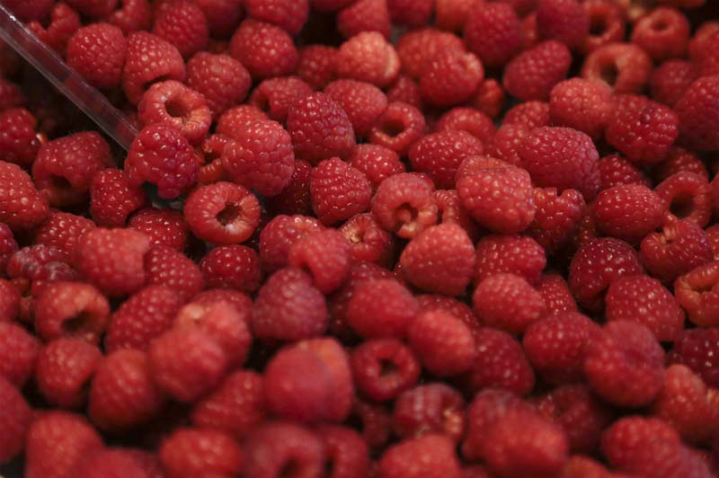 San Diego Buenavista te invita a su Feria de las Berries del 21 al 24 de agosto