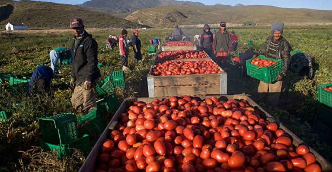 Tomate mexicano bajo ataque: EU impone tarifa histórica impactará a más de 500 mil agricultores
