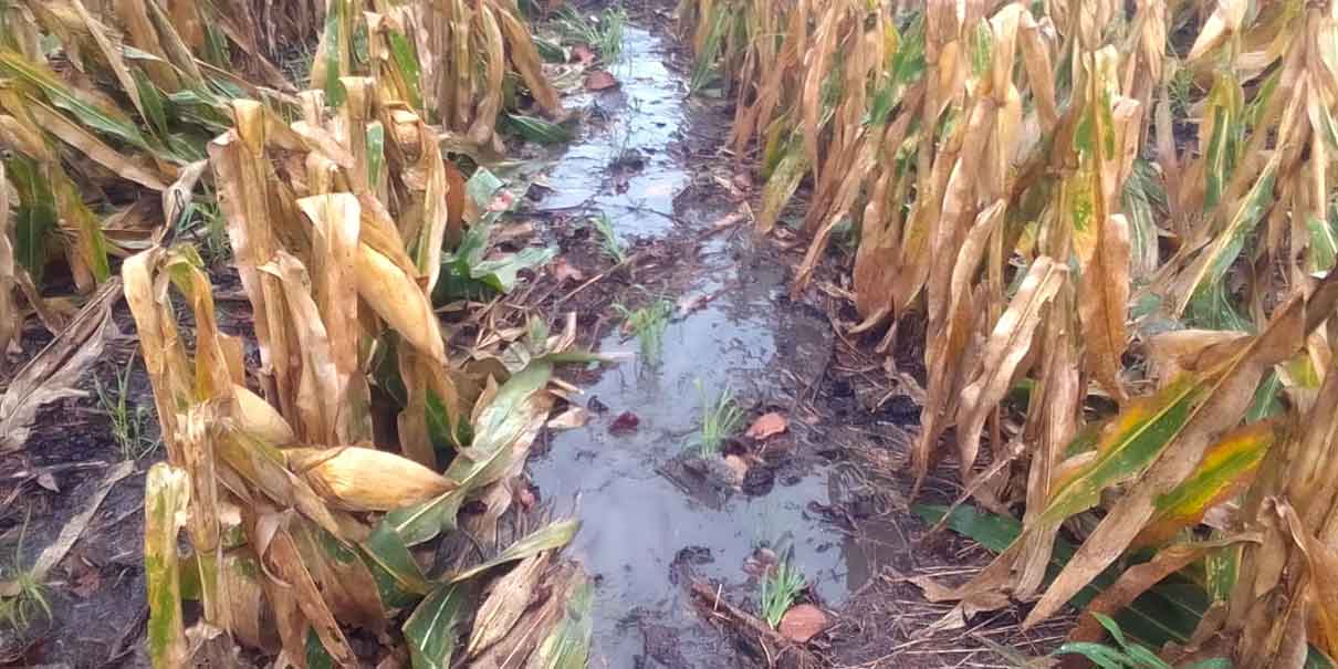 Cosechas de hortalizas, maíz y frijol dañadas por lluvias en 59 municipios