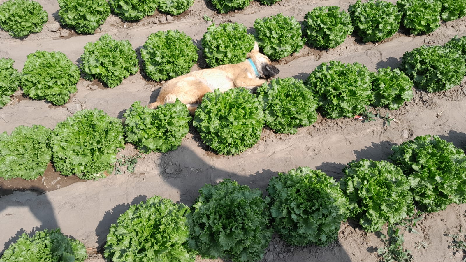 perritos envenenados