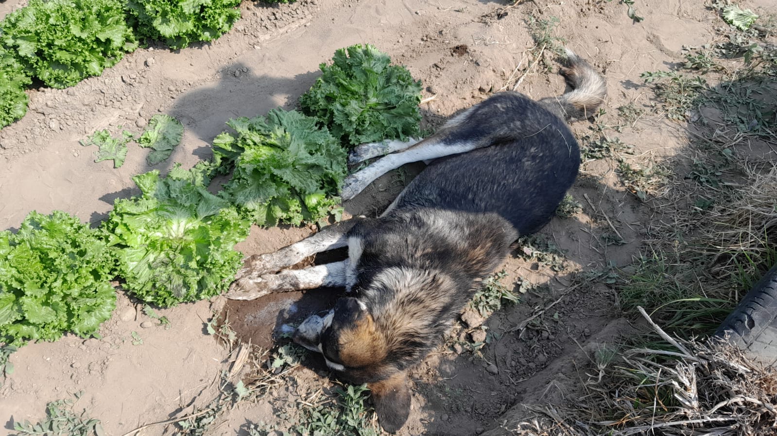 perritos envenenados