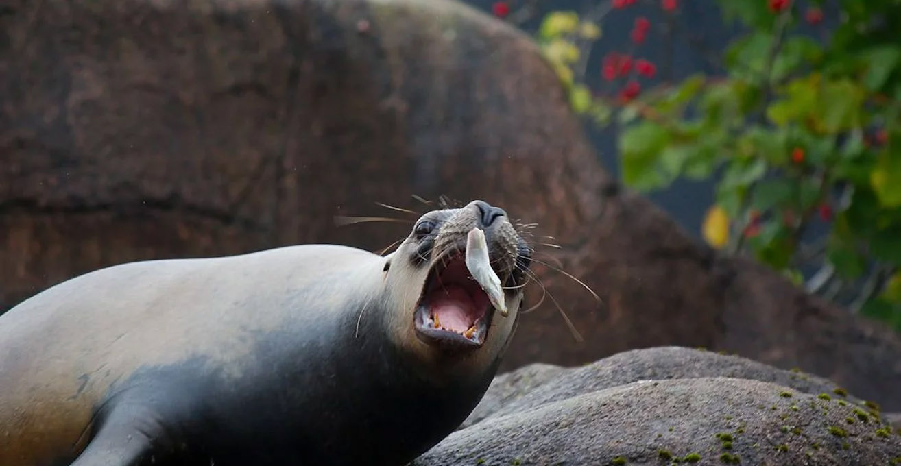 Zoológico