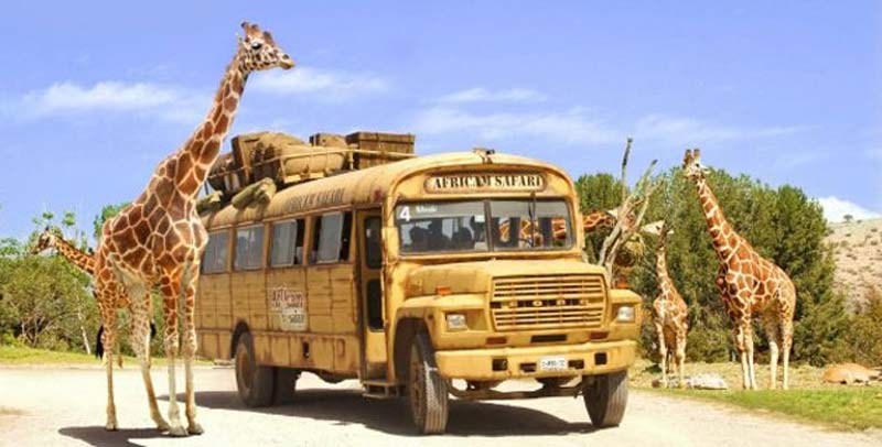Descubre Africam Safari en Puebla: un viaje único entre animales y naturaleza