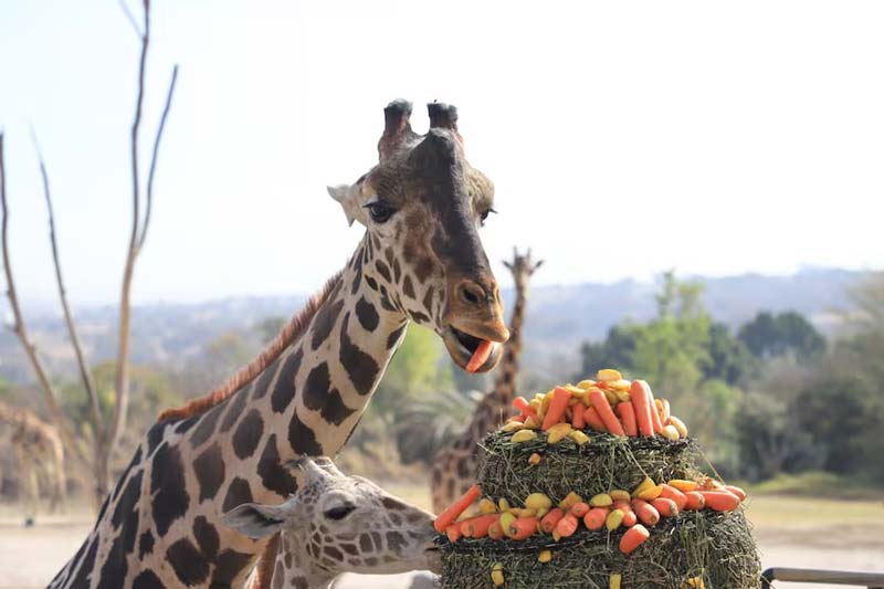 Descubre Africam Safari en Puebla: un viaje único entre animales y naturaleza