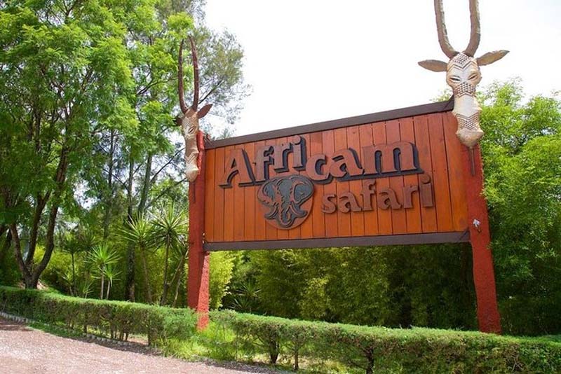 Descubre Africam Safari en Puebla: un viaje único entre animales y naturaleza