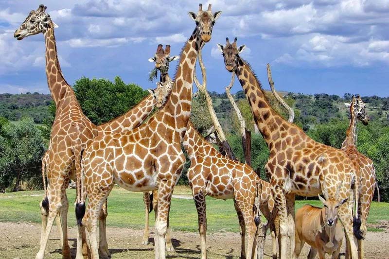 Descubre Africam Safari en Puebla: un viaje único entre animales y naturaleza