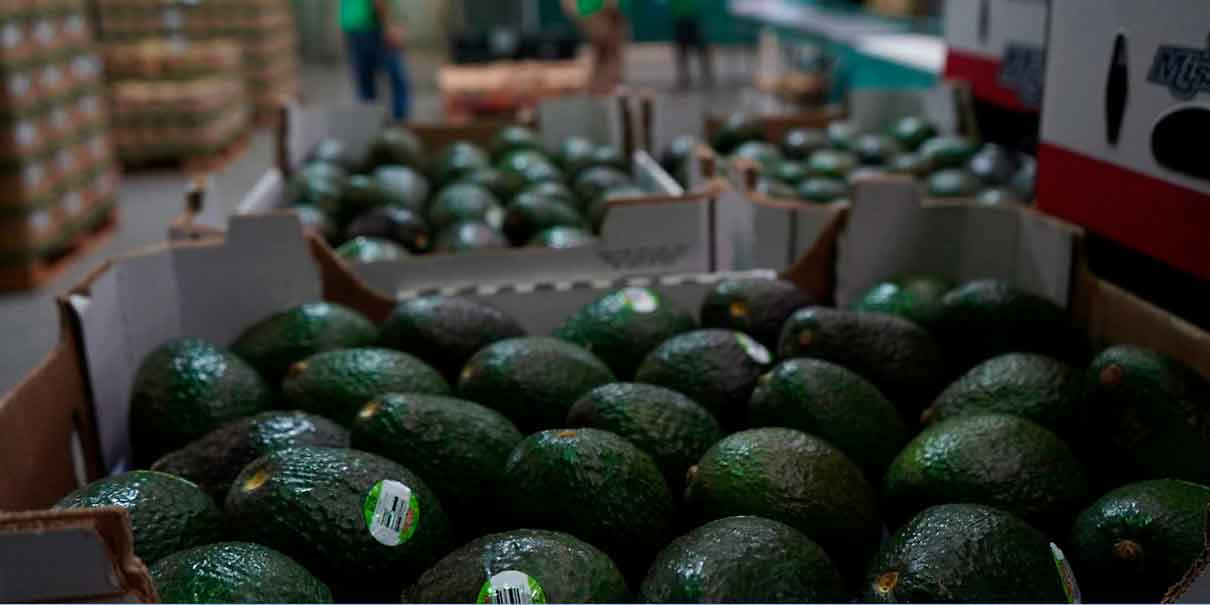 Aguacate