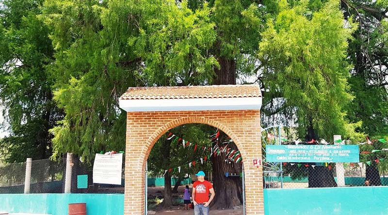 Ahuehuetes de Tepeojuma: Un oasis natural en Puebla para amantes de la naturaleza