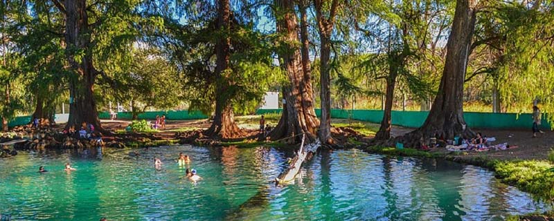 Ahuehuetes de Tepeojuma: Un oasis natural en Puebla para amantes de la naturaleza