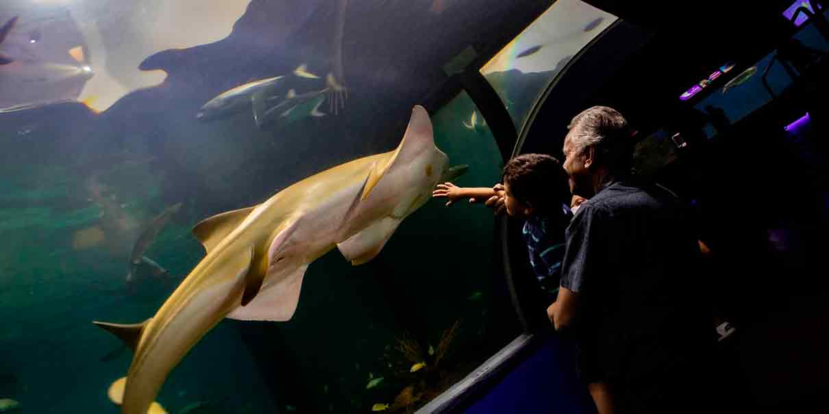 Aquarium de Veracruz 