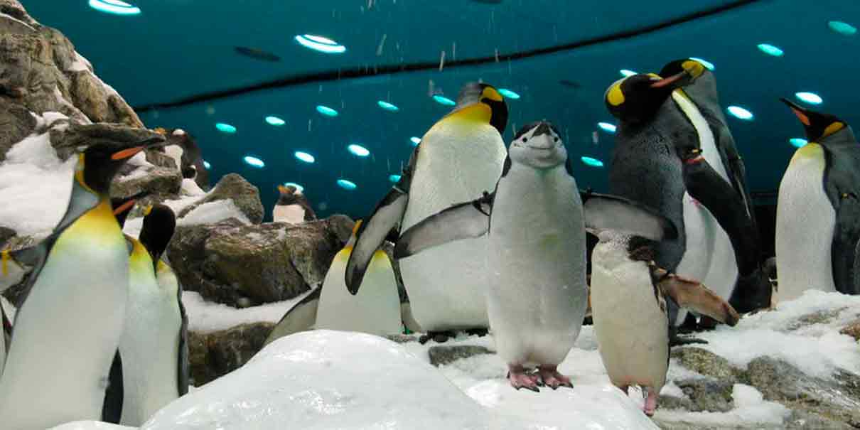 Aquarium de Veracruz 